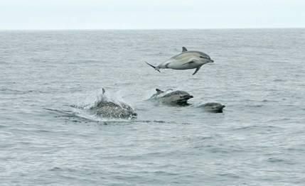 A group of common dolphins in the Irish sea