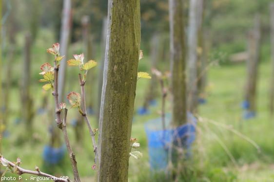 Un pied de vigne = 1 litre de vin