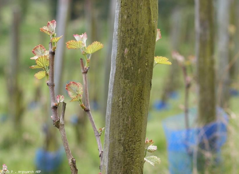 Jeune Cep de chenin blanc poussant sur les coteaux du Val de Rance.