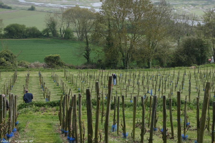 Le vignoble de Saint-Sulliac (cépage de chenin blanc)