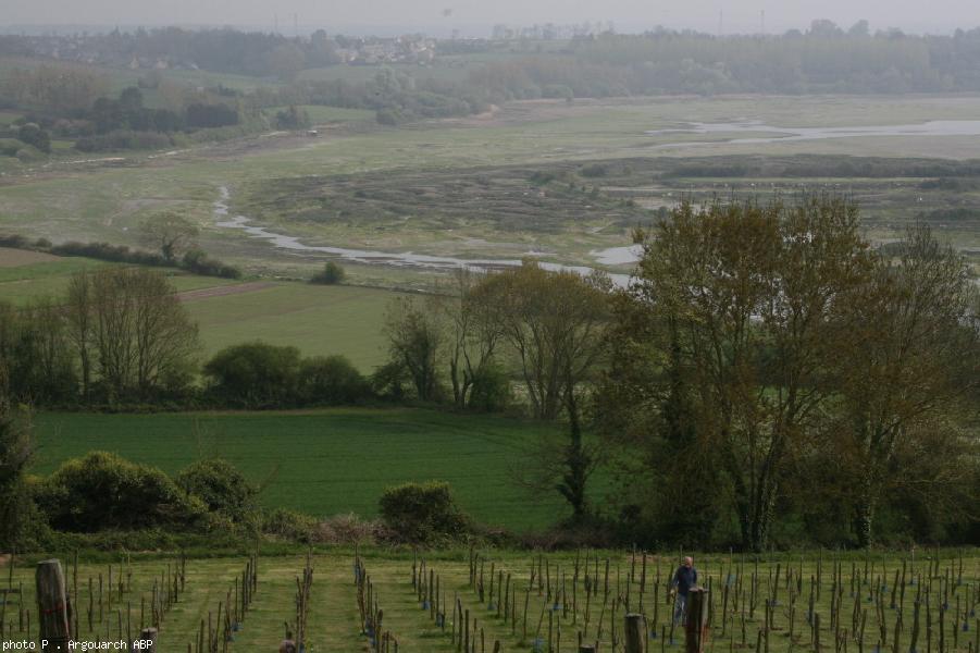 Le vignoble de Saint-Sulliac avec en arrière plan l'ancien port viking de la Rance