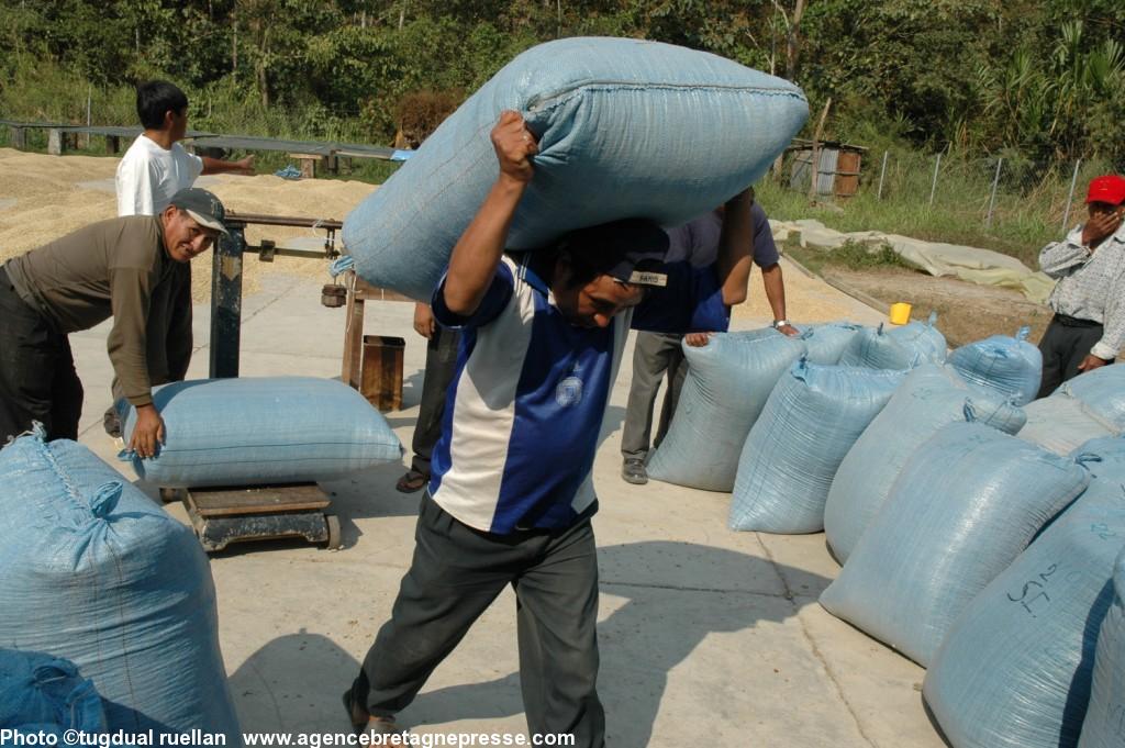 Beaucoup de manutention ! Les sacs de café sont chargés à dos d'homme depuis les plantations dans les Yungas  qui bordent l'Amazonie  avant de rejoindre la capitale La Paz  à plus de 4000 mètres.