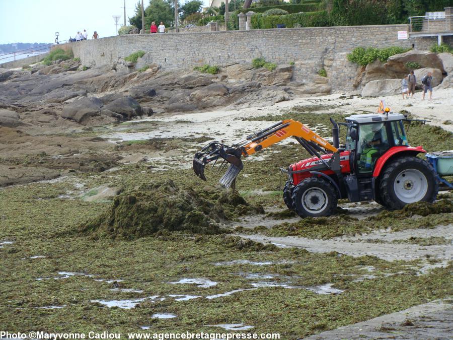 Algues vertes à Concarneau. Photo du 17 juillet 2010.