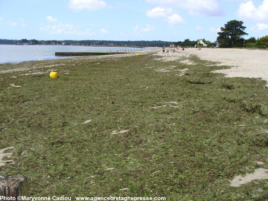 Algues vertes sur la plage de Kerlevin au fond de la baie de Concarneau. Photo du 17 juillet 2010.