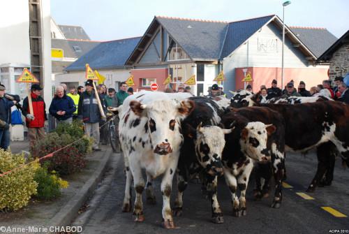 Le troupeau devant la mairie de Notre-Dame-des-Landes