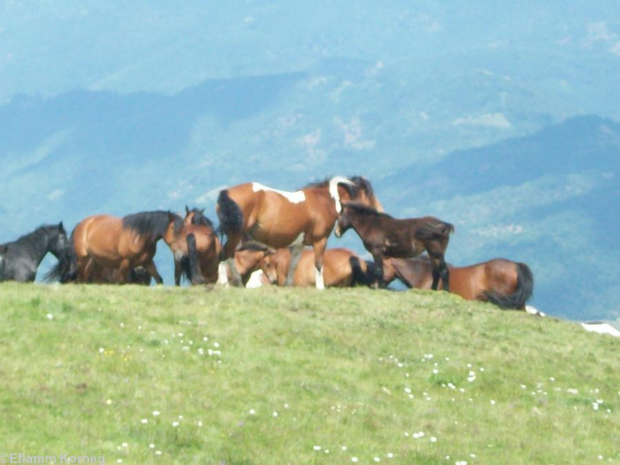 Chevaux sauvages dans la Stara Planina