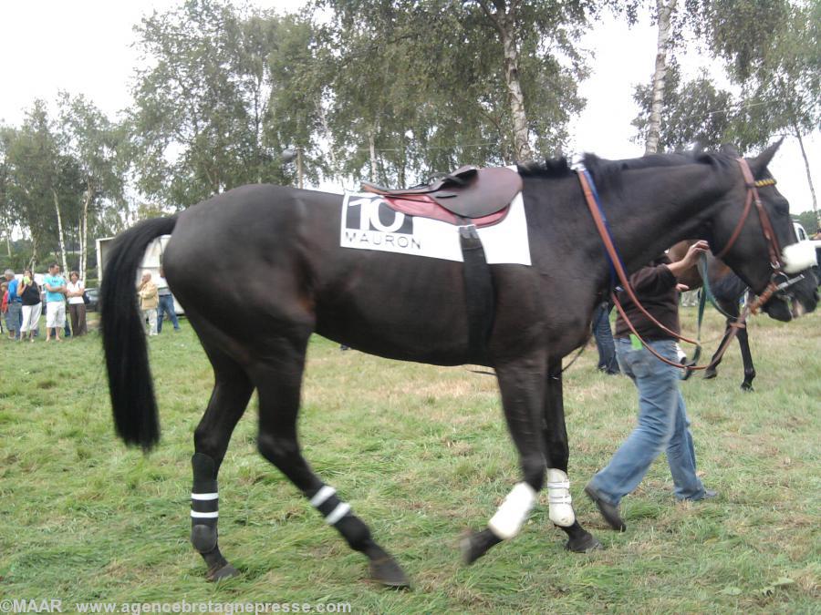 Qualité Collonges le cheval de Laurent Godard dans
le rond de présentation avant sa course dans le prix
d'Auteuil