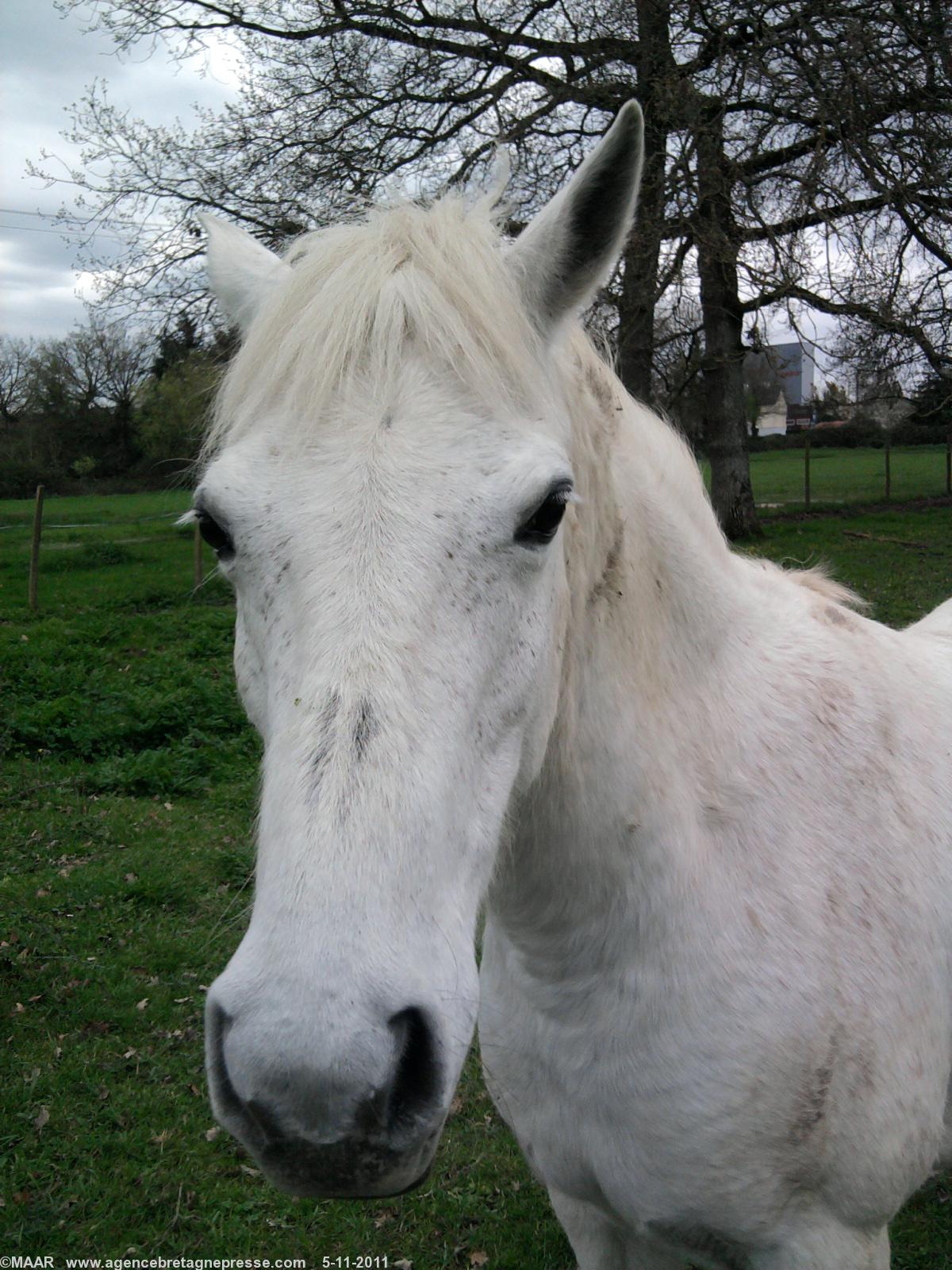 Cheval à Lohéac