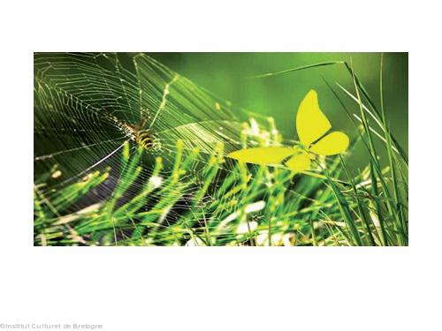 Le papillon jaune devant une toile d'araignée.