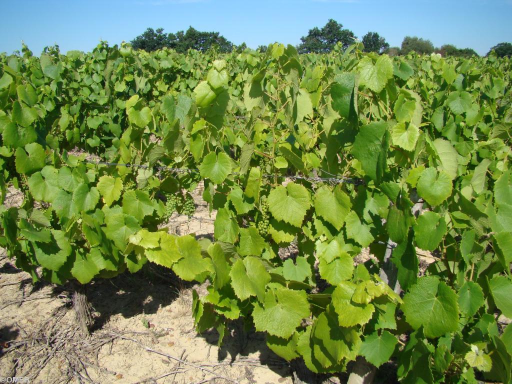 Pieds de <i>Melon de Bourgogne</i> (le cépage du muscadet) en Pays de Retz dans le vignoble nantais.