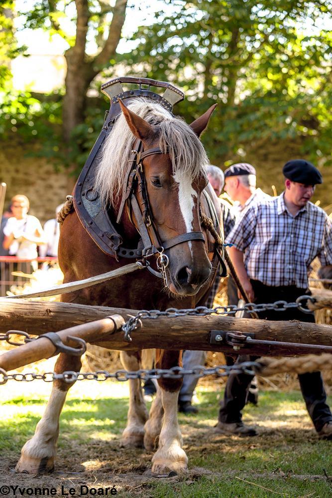 Le cheval harnaché  au manège pour battre le blé