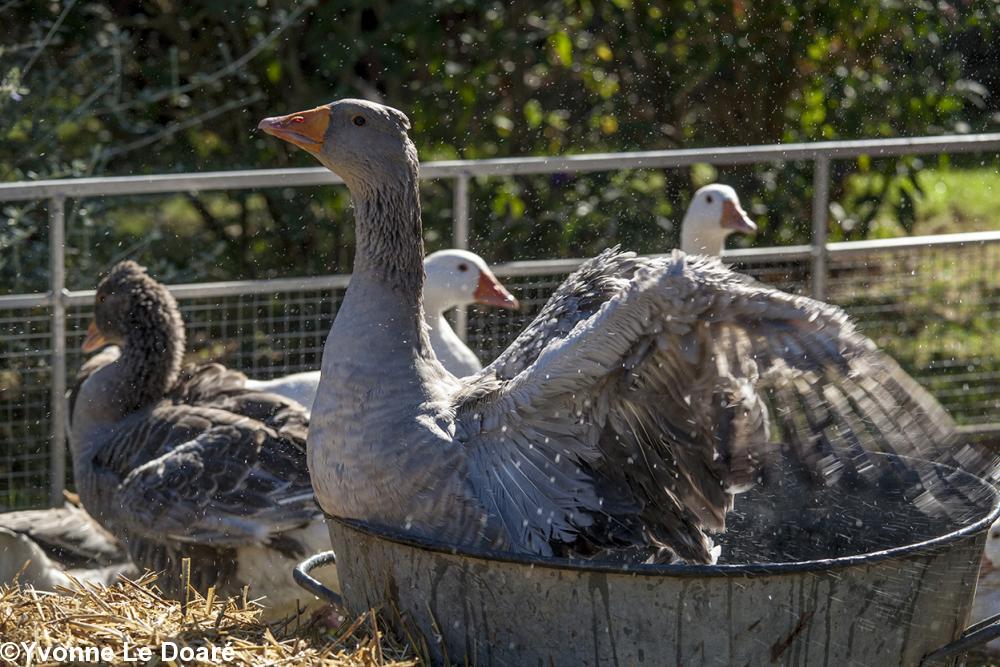 Sous cette canicule  Dame Oie apprécie un bon bain