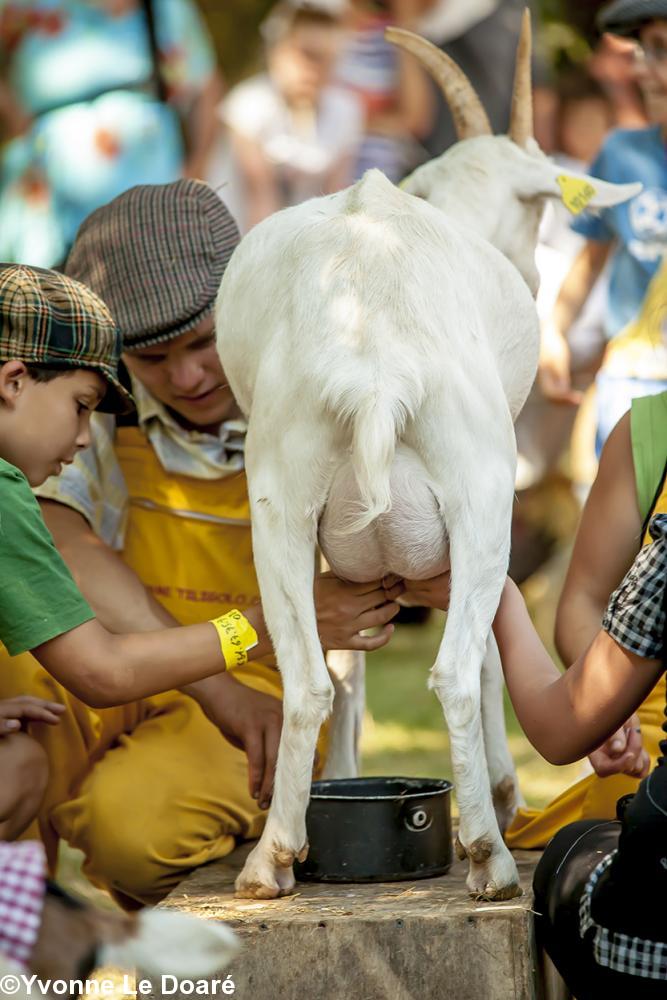 A la ferme  c'est l'heure de la traite.Les enfants s'y mettent!