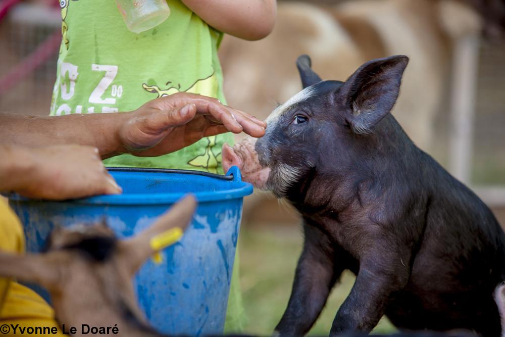 Cochon noir coquin