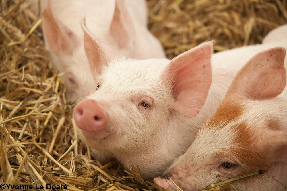 3 petits cochons...