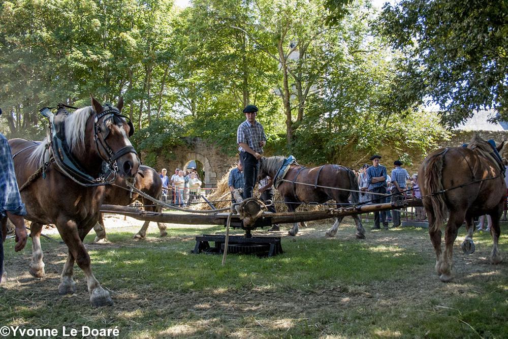 le manège aux chevaux