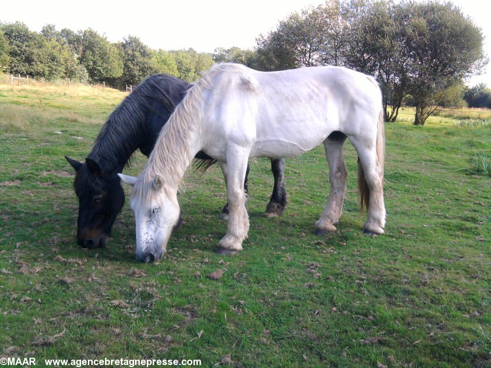 Photo prise au cours du stage chevaux mulassiers du Poitou qui entretiennent le marais