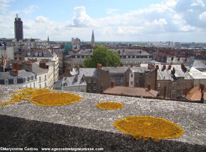 Tour Dobrée à Nantes. Les grandes plaques de lichen jaune.