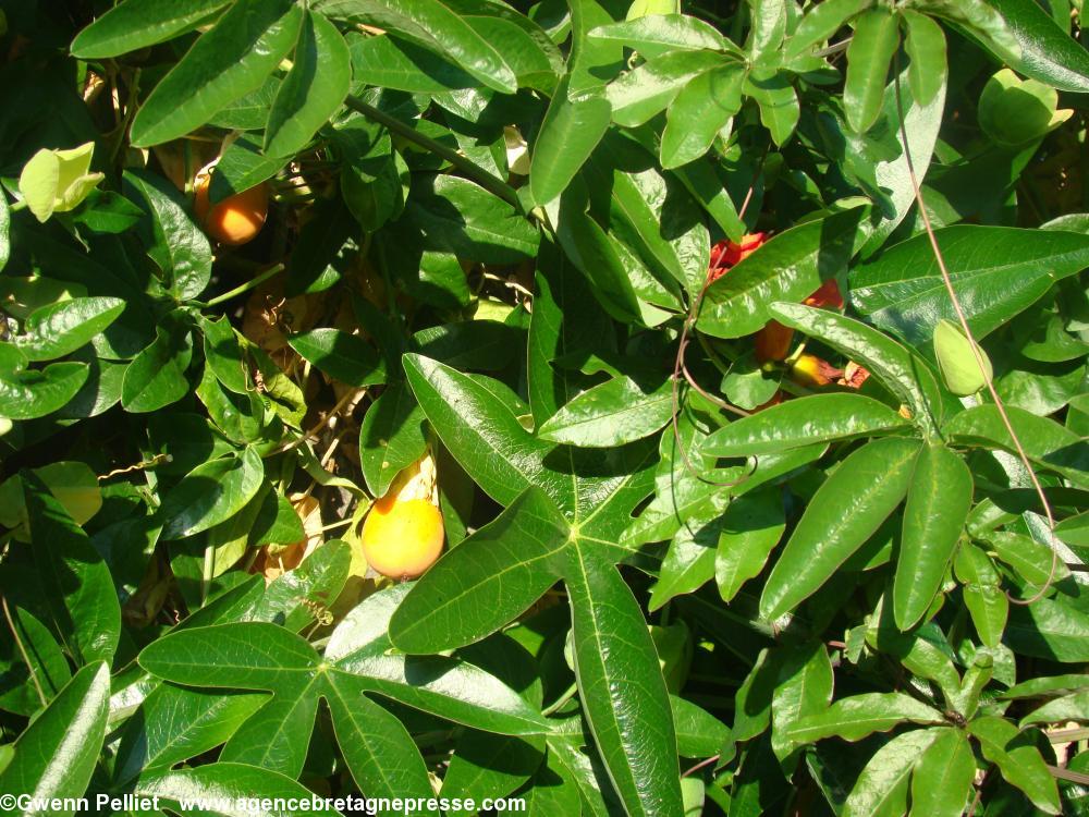 Fruit de la passion dans un jardin sur une ruelle de Sainte-Marine