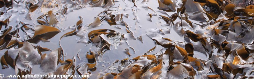 Laminaria Digitata en latin,  laminaire ou Kombu breton en français, Bezhiñ Tali-moan en breton,  kelp en anglais.