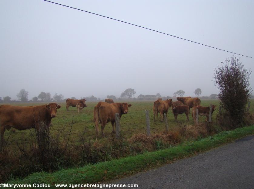 Notre-Dame des Landes 17 nov. 2012. Pourquoi des vaches dans ce reportage ?