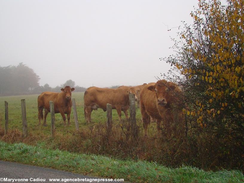 Notre-Dame des Landes 17 nov. 2012. Oui pourquoi des bovins ? Ils n'ont jamais vu tant de voitures passer... Mais ce n'est pas la raison.