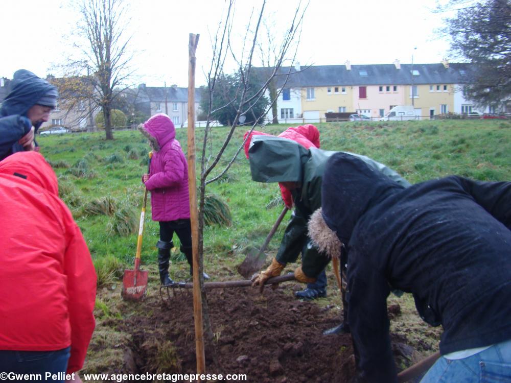 Plantation de pommiers