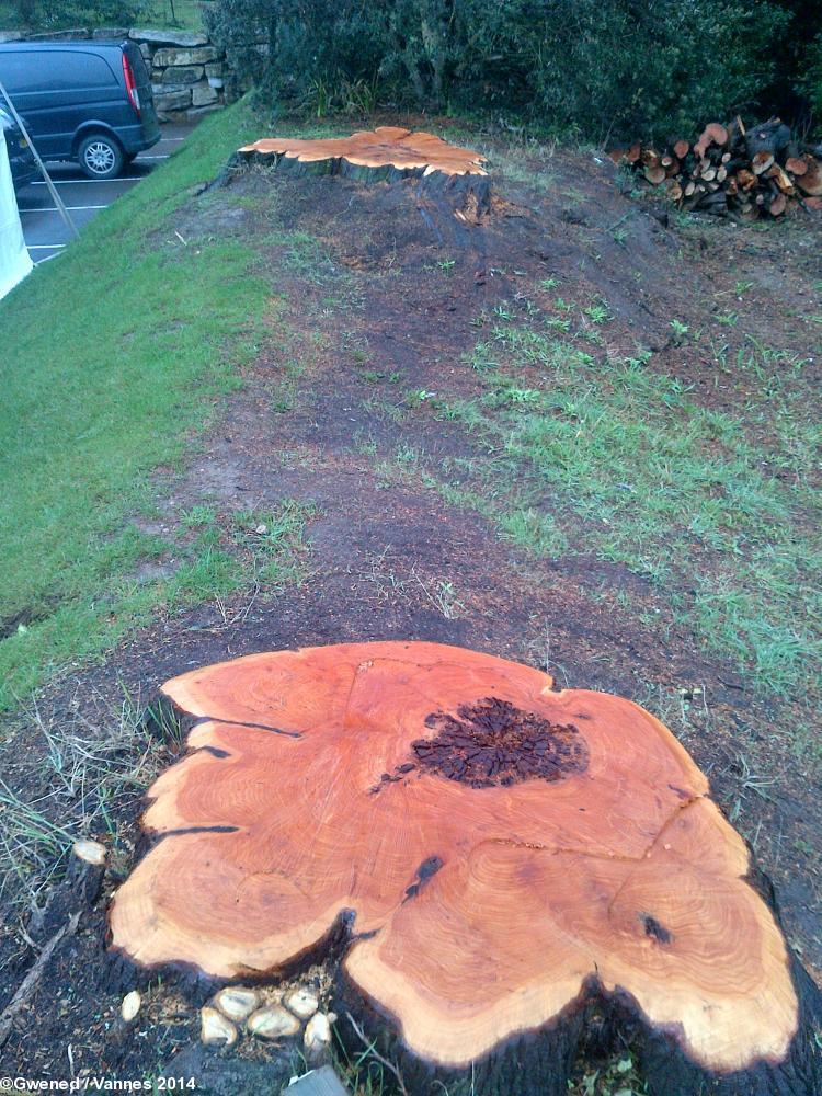 Arbres remarquables coupés à leur base pour dégager la vue de nouveaux occupants d’une villa  venus d’Ile-de-France.