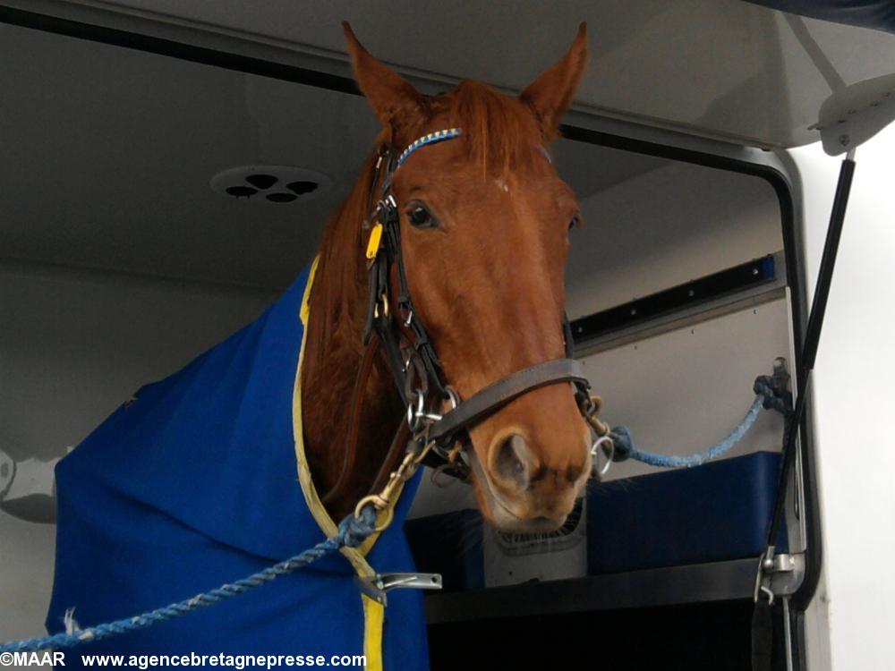 Umbre d'or attend la course dans son van