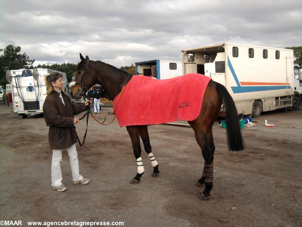 Cheval au paddock