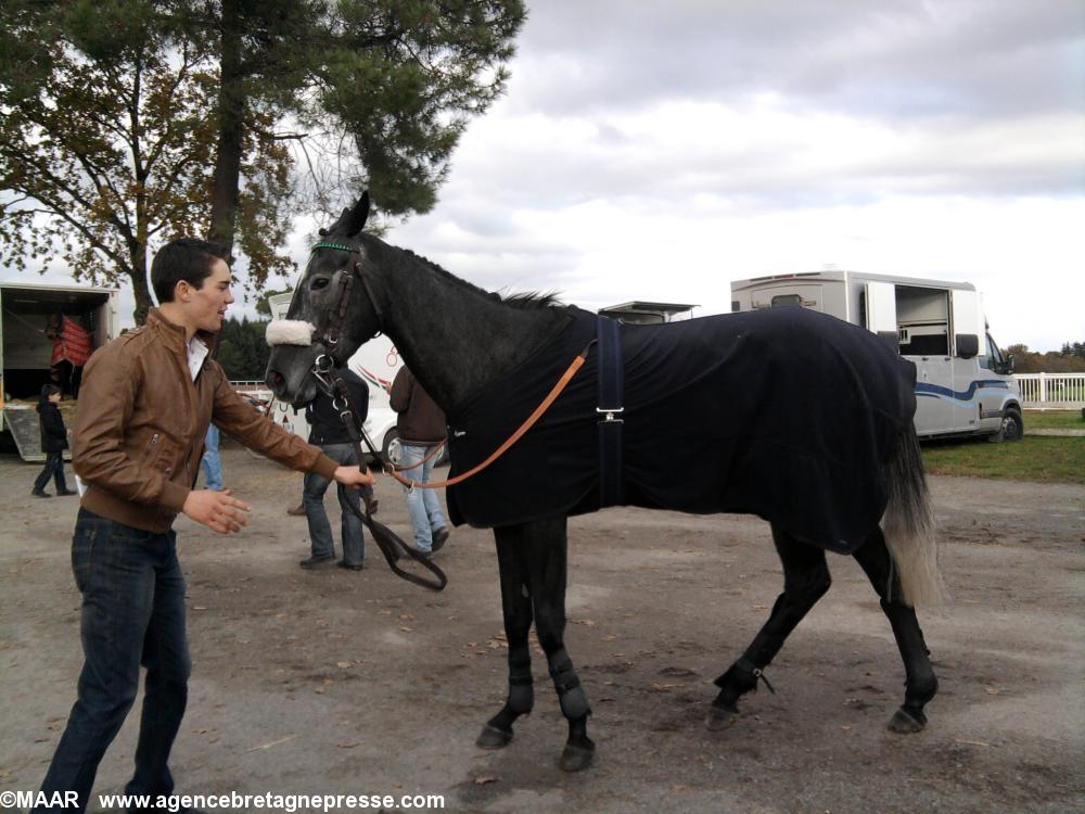 Cheval au paddock