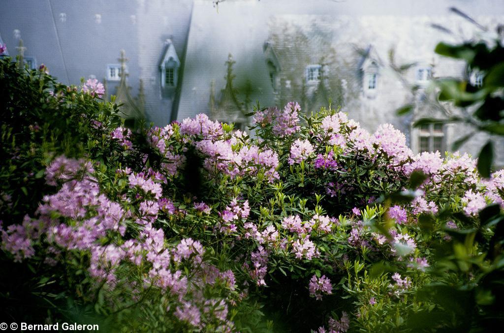 Les rhododendrons du parc de Trévarez. Photo de Bernard Galeron sur le site de Trévarez.