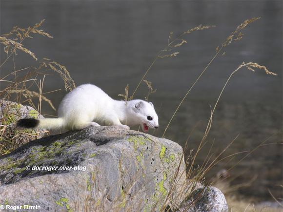 L'hermine en hiver. Photo rare.