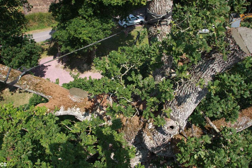 Un trou à la cime de l'arbre risque de fendre le tronc en deux