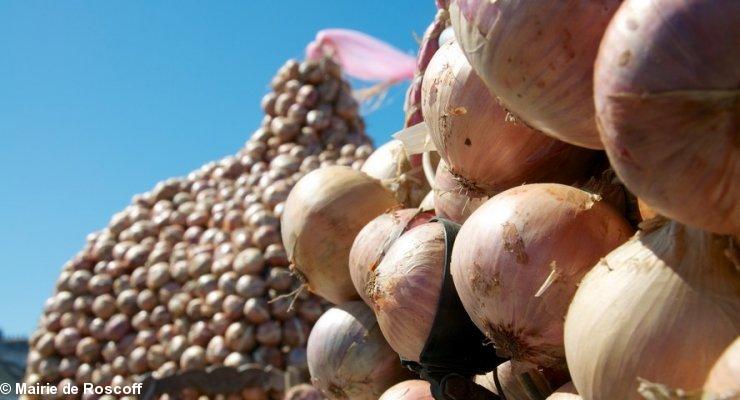 Les oignons de Roscoff