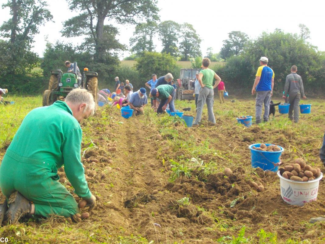 Les patates solidaires