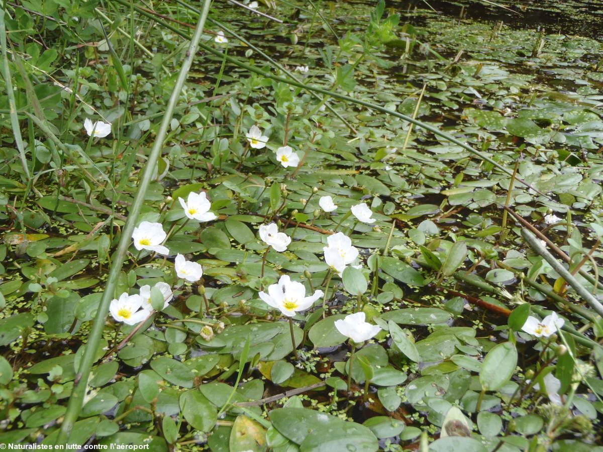 Flore de la ZAD de Notre-Dame des Landes.