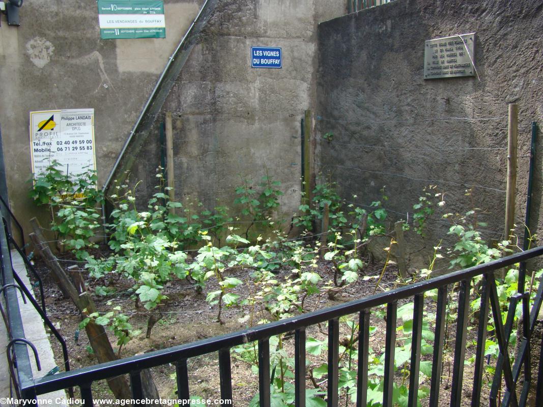 La vigne du Bouffay en septembre 2012.