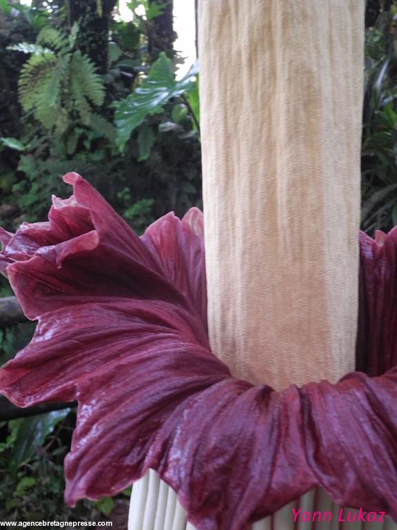 [Nantes - Jardin des Plantes - 1er juillet 2014] Amorphophallus titanum