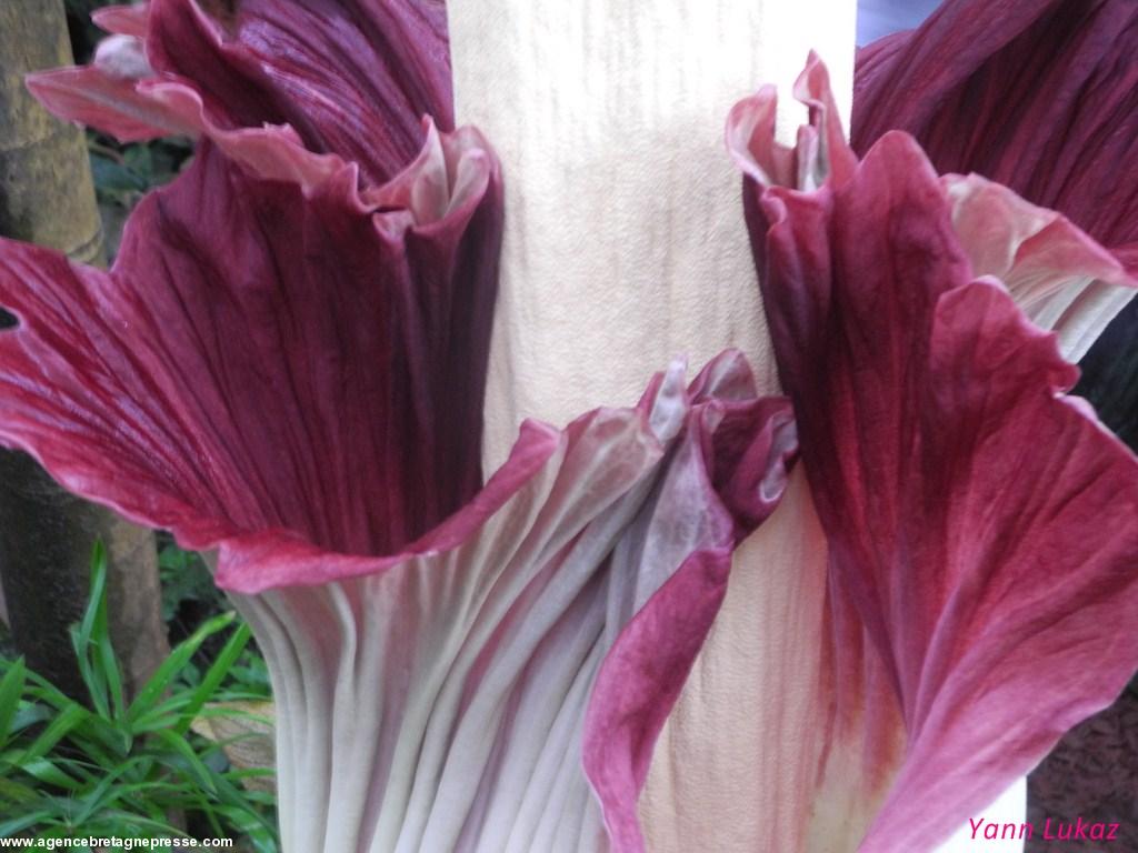 [Nantes - Jardin des Plantes - 1er juillet 2014]