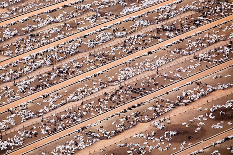 l'agriculture intensive au Brésil.