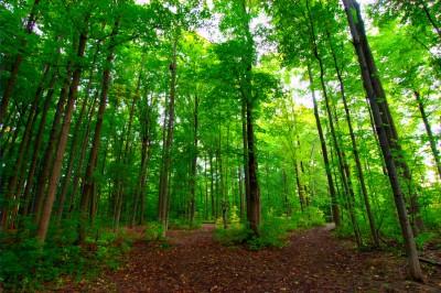 forêts frontières chez les Celtes