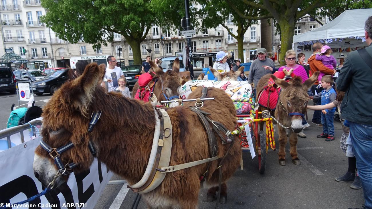 36- Les ânes de n'ont pas arrêté de promener des enfants.