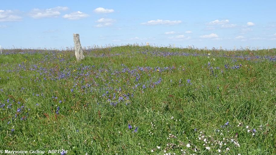 26- À l'approche de la zone des narcisses, des jacinthes des bois par milliers.