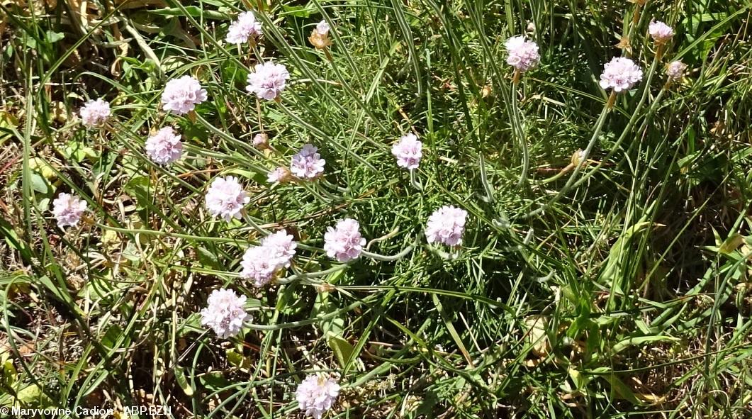 44- L'Armeria maritima. Rose, elle pousse même entre des rochers.