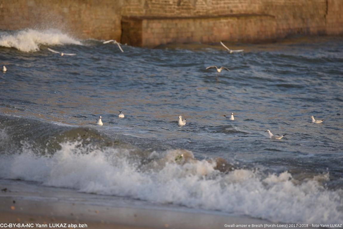 Bretagne, Breizh, Port-Louis, Porzh-Loeiz, tempête