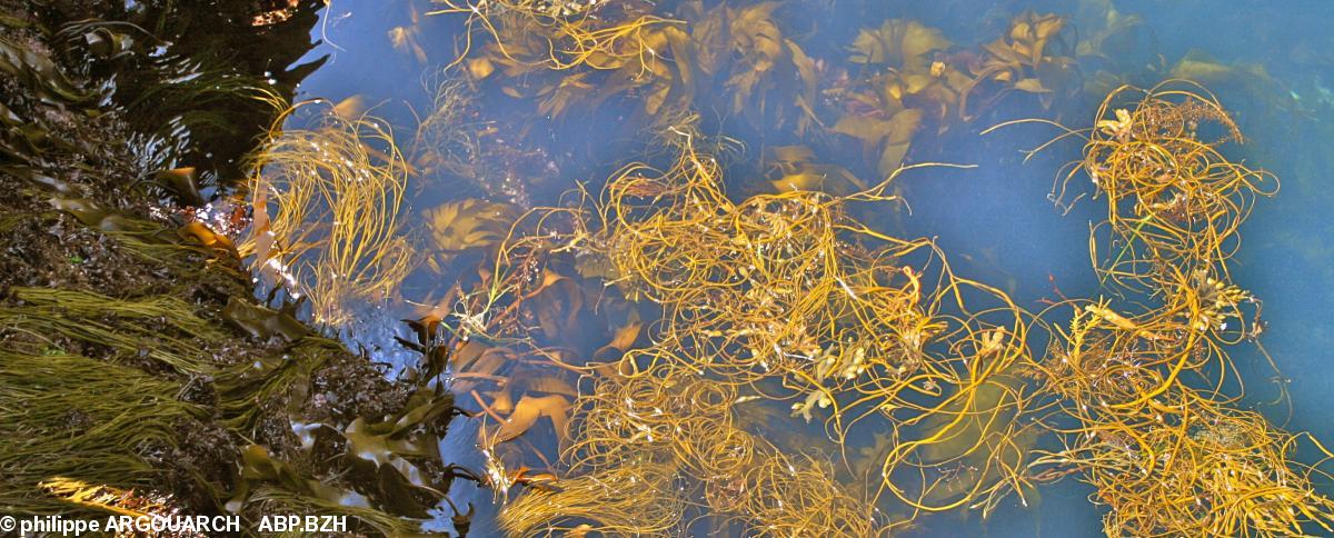 A gauche sur la roche laminaria digitata et himanthalia elongata, à droite et flottantes des himanthalia elongata et sous l'eau en haut la laminaria ochroleuca (photo to prise au Cap Sizun, collection privée Philippe Argouarch)