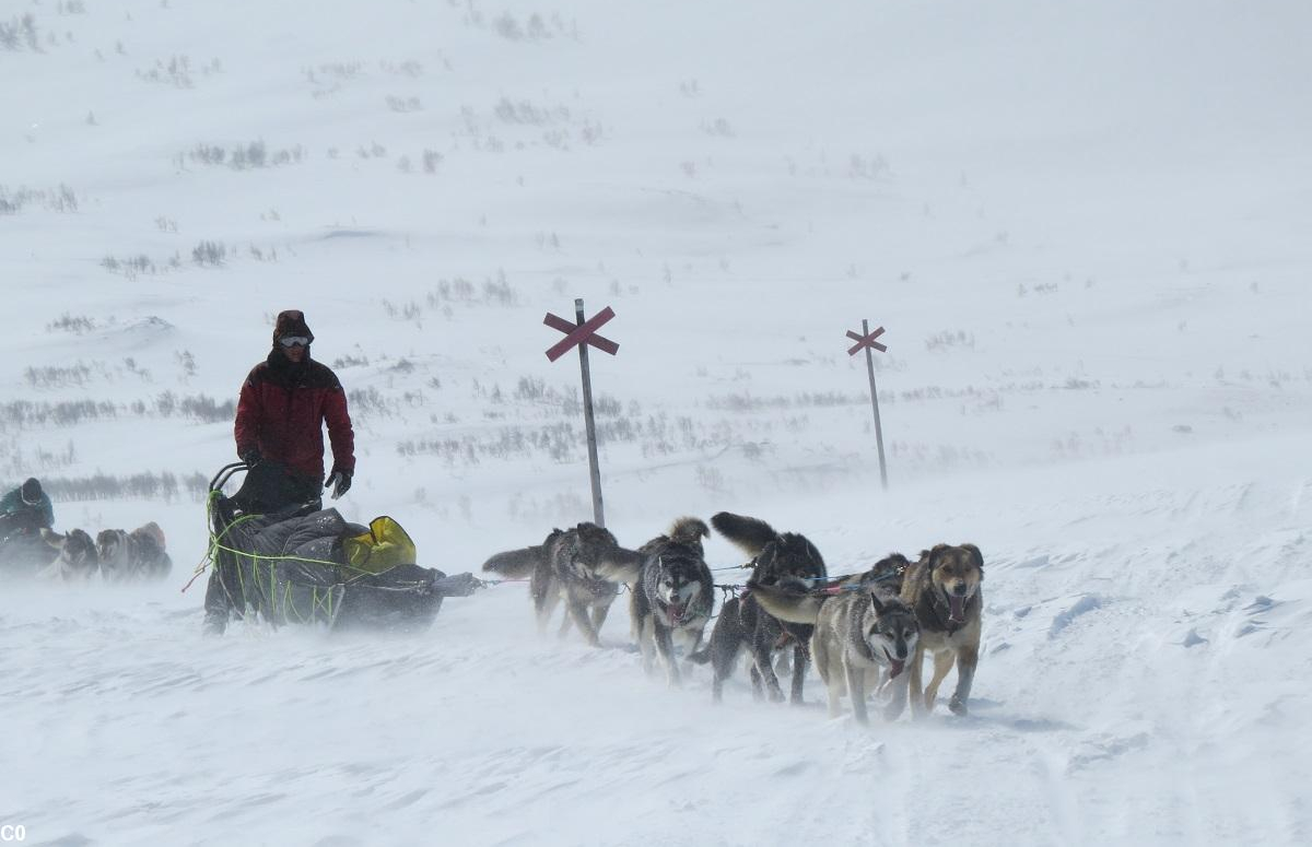 Attelage de chiens de traîneau en Laponie