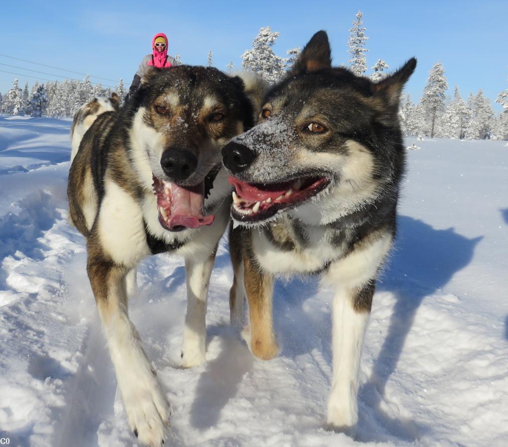 Timba et Dabaï, chiens de traîneau en Laponie