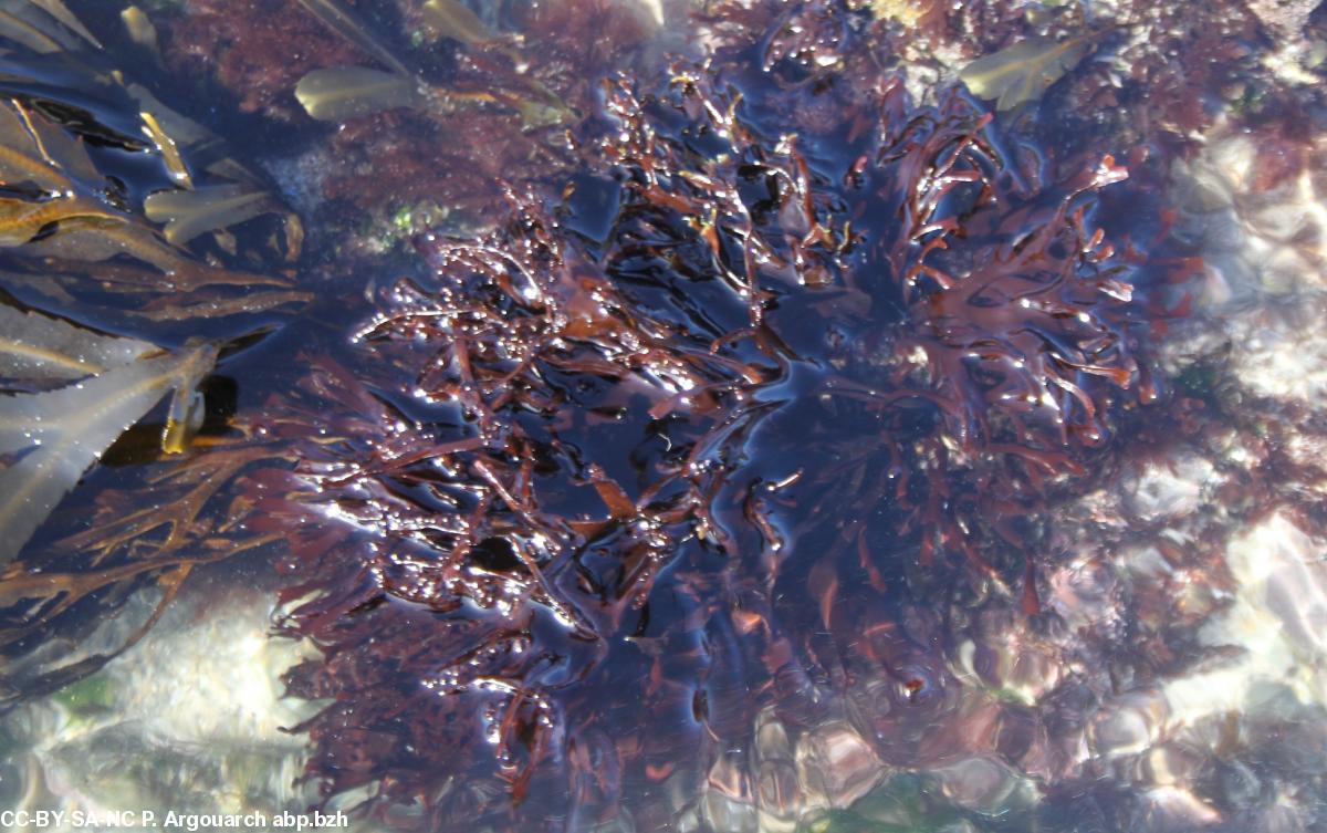 Chondrus Crispus ou pioca dans son millieu naturel (baie d'Audierne)